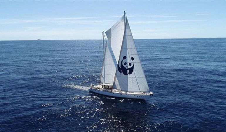 blue panda