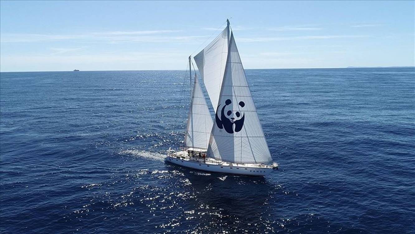 blue panda