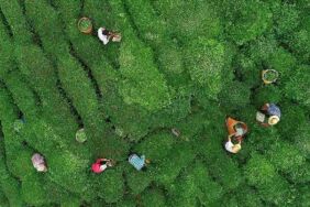 çaykur üçüncü sürgün