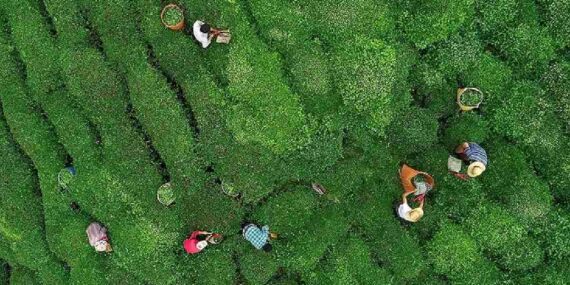 ÇAYKUR üçüncü sürgün yaş çay alımlarına başladı