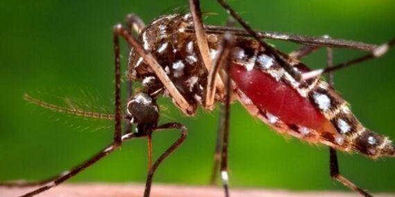 Doğu At Ensefaliti nedir? Virüsün belirtileri ve bulaşma riskleri