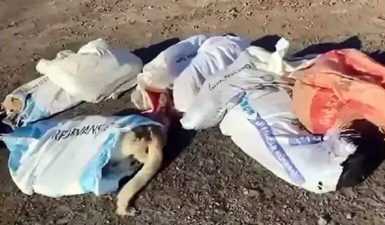 Çöplükte 15 ölü köpek bulundu; belediye başkanından suç duyurusu