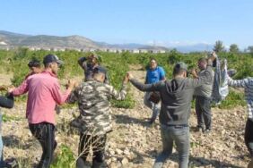 gazianetp üzüm hasadı