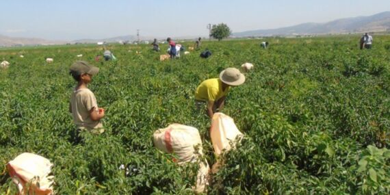 Kırmızı altının hasadı başladı: İslahiye Ovası’nda 5 bin kişiye istihdam