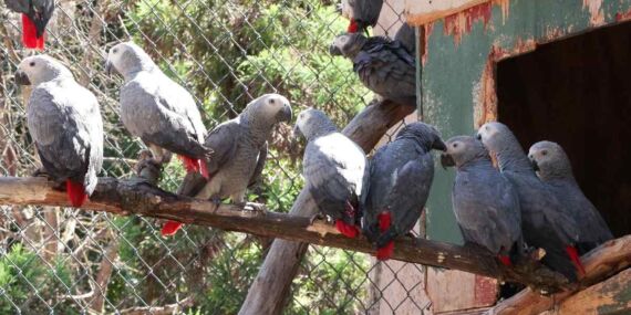 Ülkeden çıkışı yasak olan 309 tane Jako papağan türü ele geçirildi