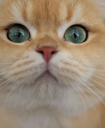kedi (1)