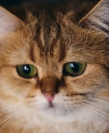 kedi