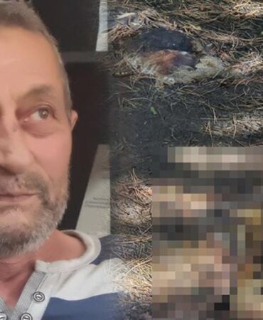 köpek katliamı