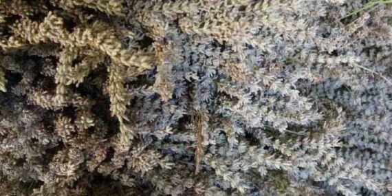 Lavantada hasat başladı: 60 kilosundan 1 kilo çıkıyor: Tarlada 600 TL’ye satılıyor