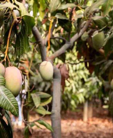 mango