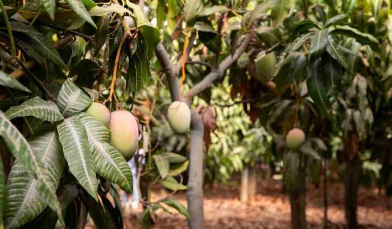 Mangonun Alanya’da hasadı başladı