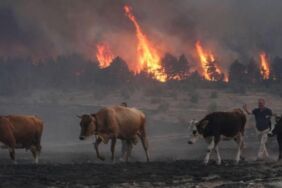 orman yangını