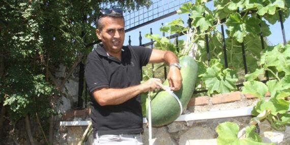 Huzurevinde dev sebze: 60 santimetrelik 20 kiloluk devasa ürün