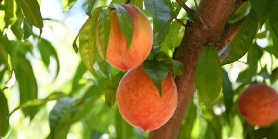 Selçuk’un şeftalisi Rusya’nın favorisi oldu