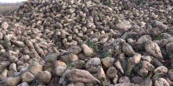 Türkiye’de ilk kez şeker pancarında sözleşmeli üretim modelinin uygulanması üretimde istikrarlı gelir sağlıyor