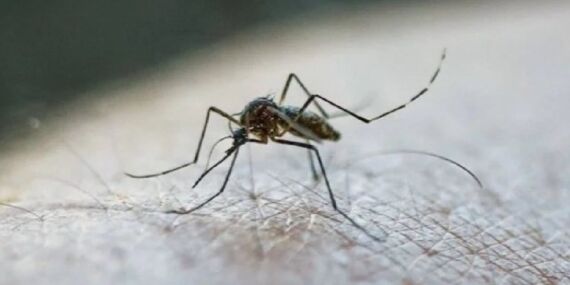 Sivrisinek ısırıklarına karşı 5 doğal çözüm: Geceleri rahat rahat uyuyacaksınız