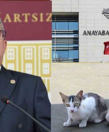 sokak hayvanları