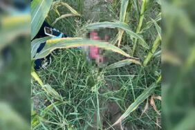 tarlada bulunan erkek bebek