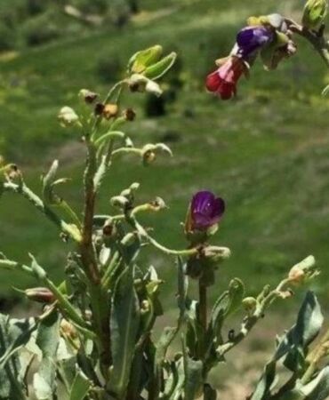 yeni bitki