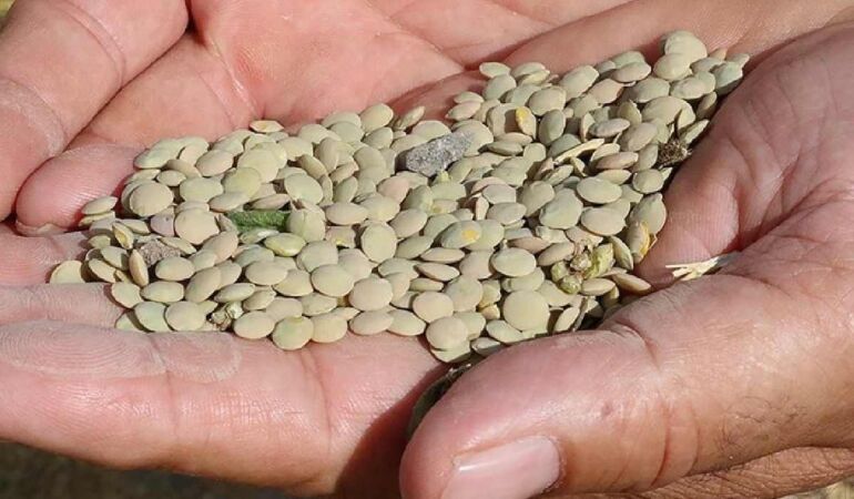 Kırşehir, yeşil mercimek üretiminde Türkiye’de 3. sıradaki üretim alanını yüzde 70 arttırdı