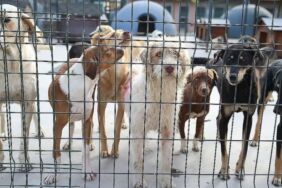 AYM'nin yarınki gündeminde, CHP'nin sokak hayvanları yasasına ilişkin açtığı iptal davası olacak