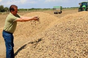 Adana'da hasadı başladı Sıcak hava verimi ve fiyatları etkiledi