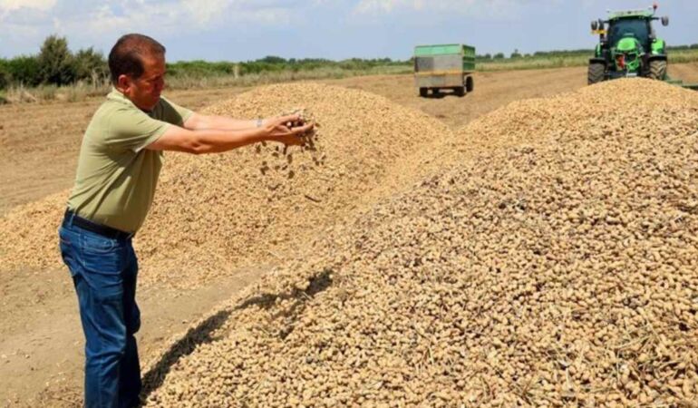 Adana'da hasadı başladı Sıcak hava verimi ve fiyatları etkiledi