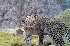 Anadolu parsı avlamanın cezası belli oldu!