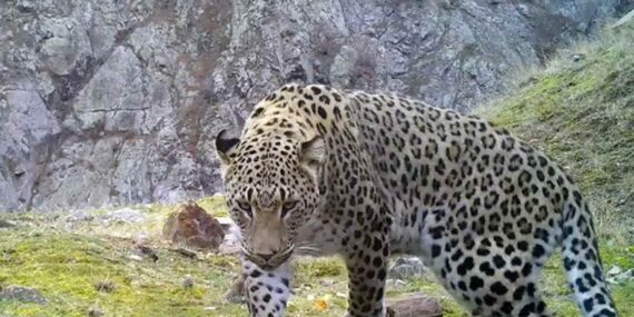 Anadolu parsı avlamanın cezası belli oldu!