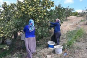 Belen'de sezonun ilk hasadı 200 liradan alıcı buluyor