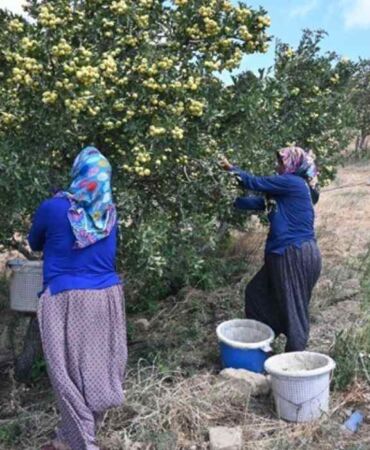 Belen'de sezonun ilk hasadı 200 liradan alıcı buluyor