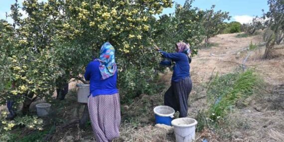 Belen’de sezonun ilk hasadı 200 liradan alıcı buluyor!