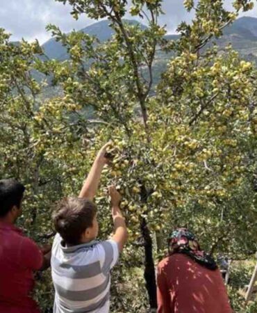 Belen'de yetişen şifa kaynağı Kalp ve damar sağlığına iyi geliyor!