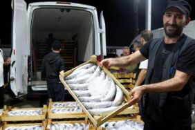 Beylikdüzü Gürpınar Balık Hali'nde, palamut bolluğu balıkçıların yüzünü güldürdü