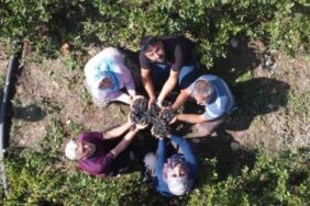 Dede toprağında üretime başladı Kanserden şekere birçok faydası var
