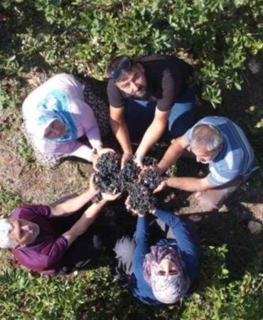 Dede toprağında üretime başladı Kanserden şekere birçok faydası var