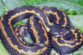 Dikkat! Bu kuşlara ve sürüngenlere zarar verene 100 bin liraya kadar ceza (2)