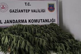 Gaziantep’te, uyuşturucu operasyonunda 200'ü aşkın kök Hint keneviri ele geçirildi
