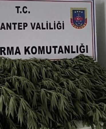 Gaziantep’te, uyuşturucu operasyonunda 200'ü aşkın kök Hint keneviri ele geçirildi