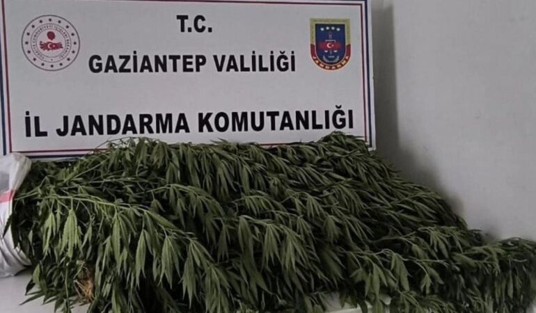 Gaziantep’te, uyuşturucu operasyonunda 200'ü aşkın kök Hint keneviri ele geçirildi