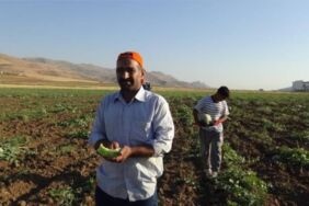 Kivi tadında, tezgahlarda kapış kapış gidiyor! En ucuz kavun cinsi