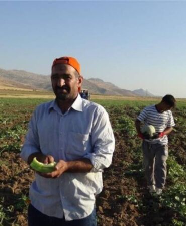 Kivi tadında, tezgahlarda kapış kapış gidiyor! En ucuz kavun cinsi