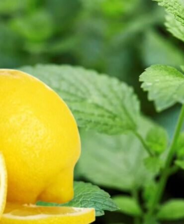 Limonotu çayı nasıl yapılır Limonotu çayı faydaları nelerdir Limonotu çayı ödem atar mı