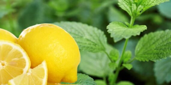 Limonun fiyatı 10’a katlandı: Üretici-market makası açıldı