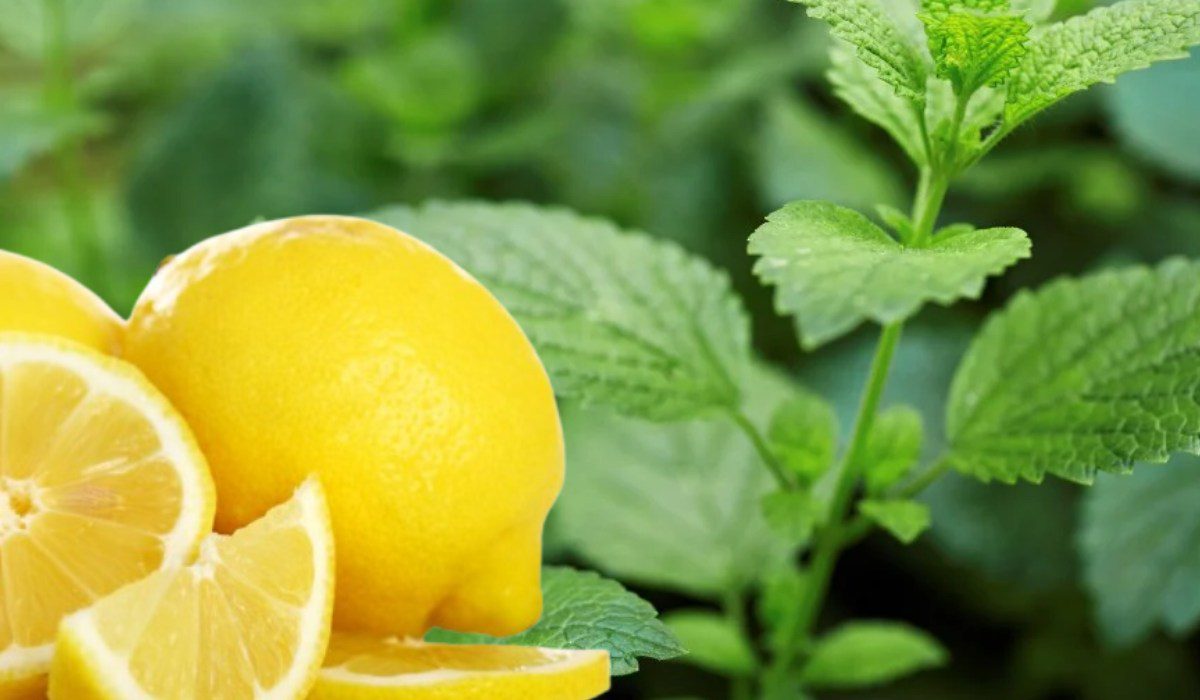 Limonotu çayı nasıl yapılır Limonotu çayı faydaları nelerdir Limonotu çayı ödem atar mı