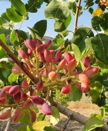 Manisa'da hasat zamanı başladı Bu sene kilosu 300 TL