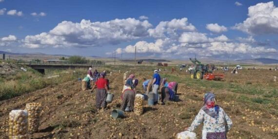 Markette 12 lira, tarlada bedava…