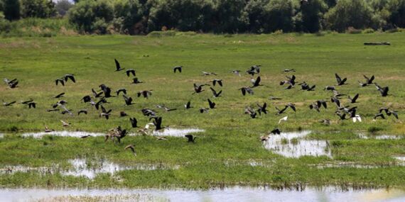 Marmara Gölü kurudu! Su kuşları DSİ’nin sulak alanlarına yerleşti