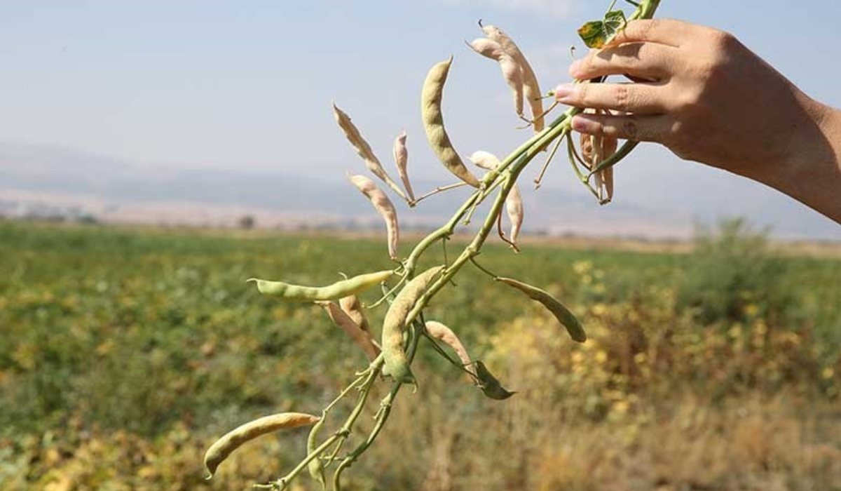 Muş'ta hasat başladı! 425 ton ürün bekliyor...