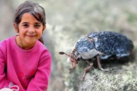 Narin Güran'ın cinayetinde 'dedektif böcekler' kullanılacak